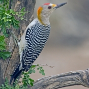 Golden-fronted Woodpecker